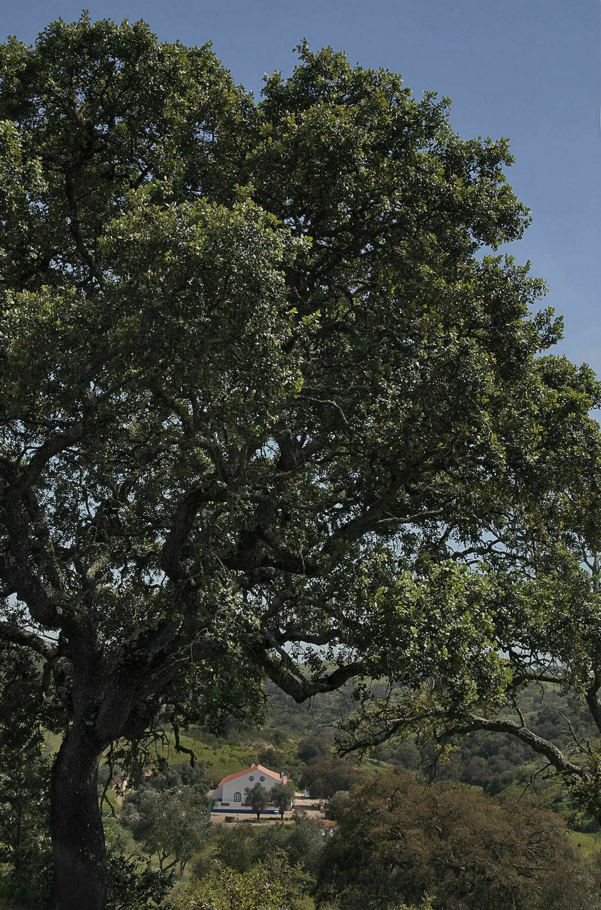 Quinta Do Chocalhinho Agroturismo & Spa オデミラ エクステリア 写真